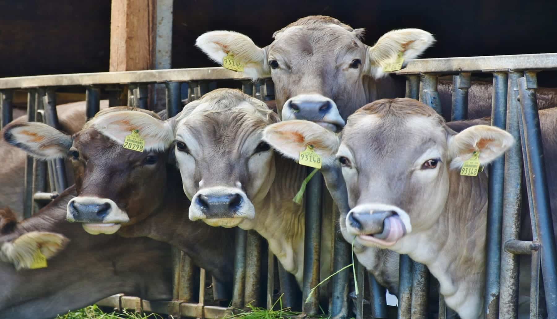 Abusos vacas industria láctea
