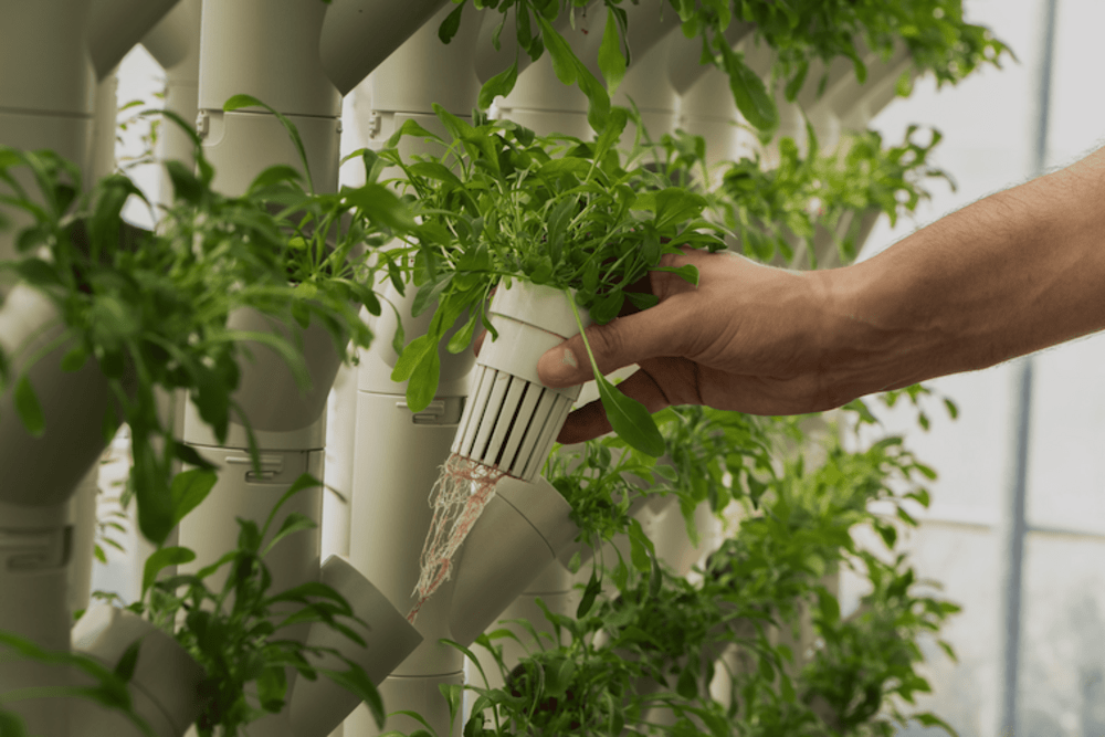 In agri -food, The Circle expands with innovation and sustainability