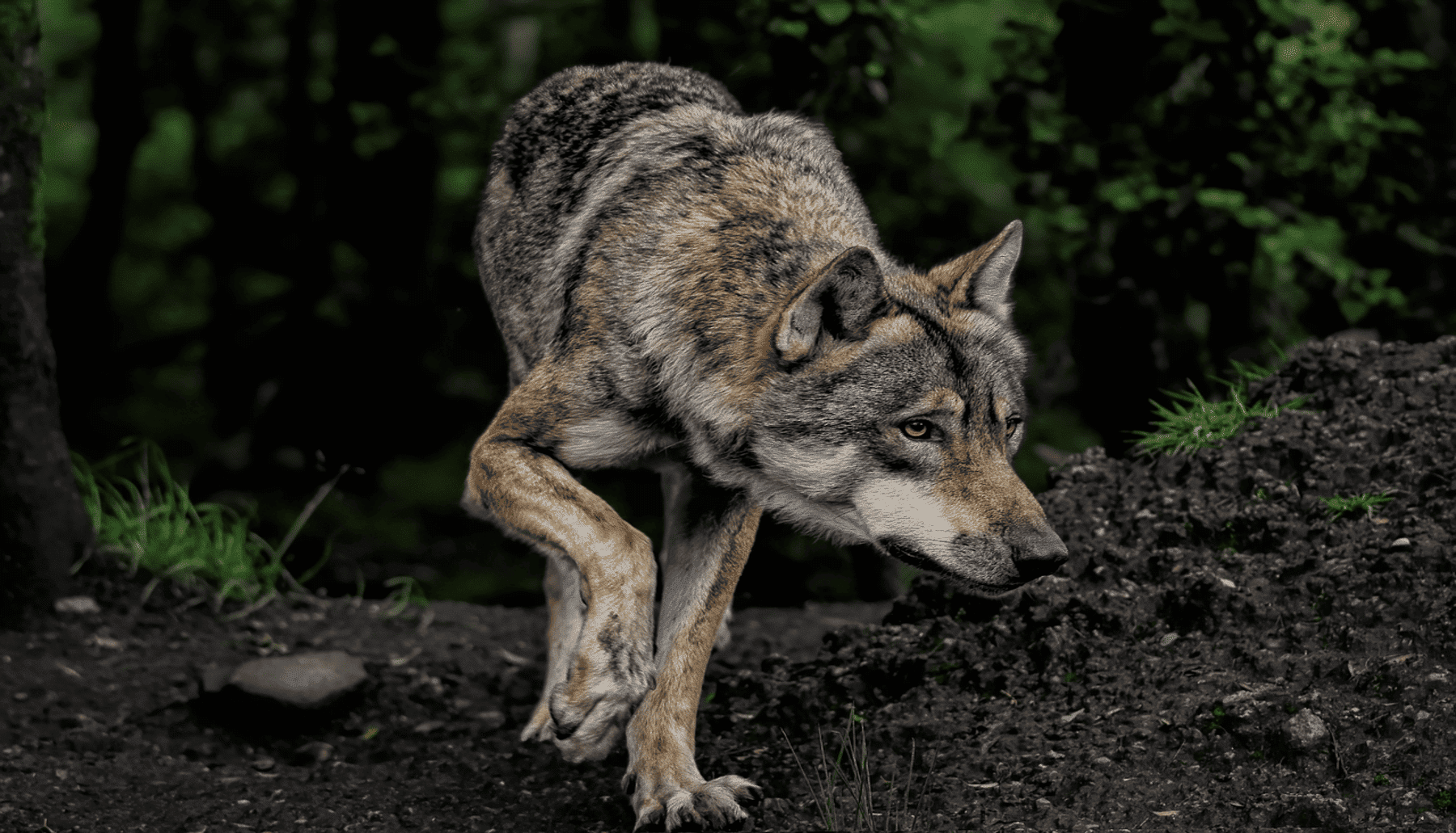 lobos