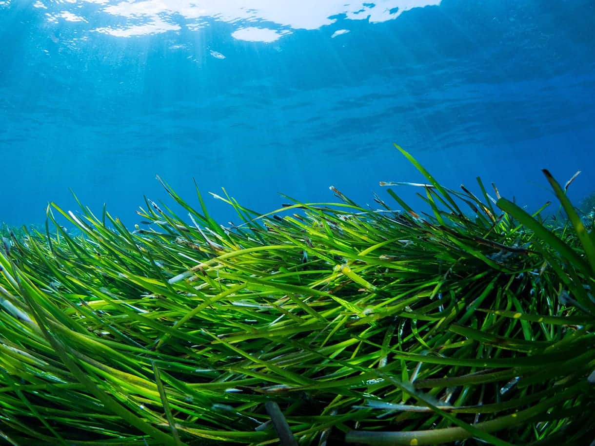 Red mediterránea posidonia Murcia