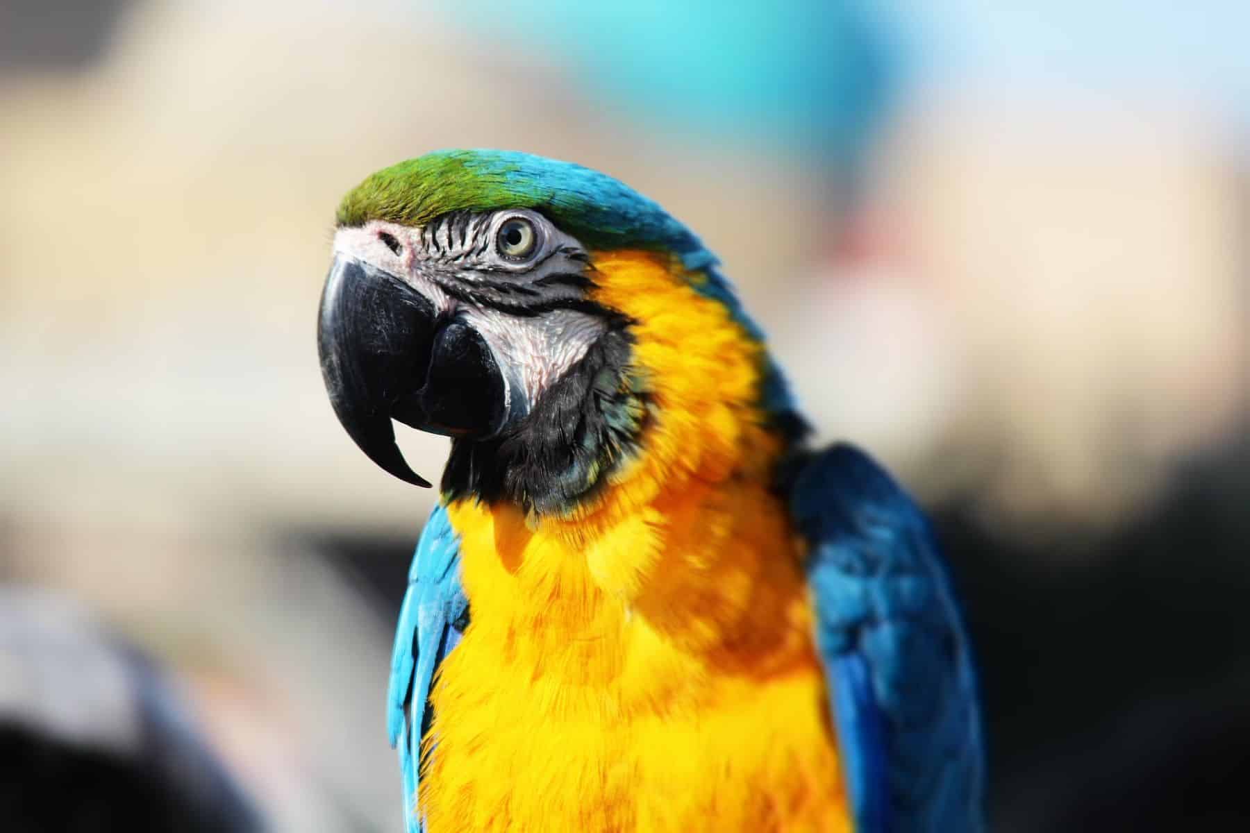 SEPRONA exoticos rescatados