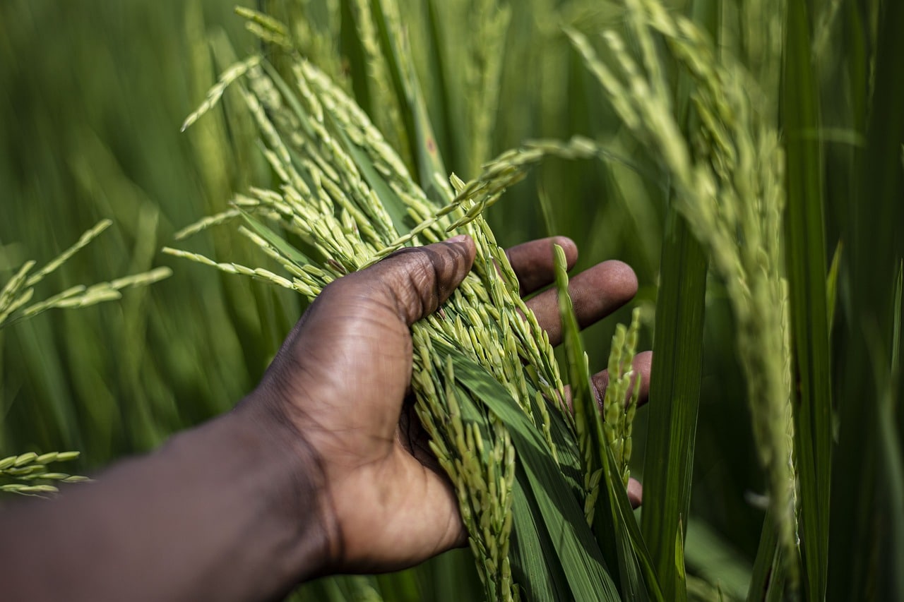 Agricultura regenerativa IICA Bayer