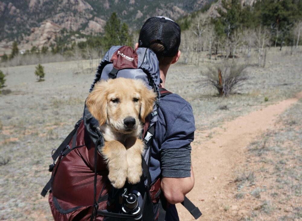 Pet-friendly tourism: a new way of traveling