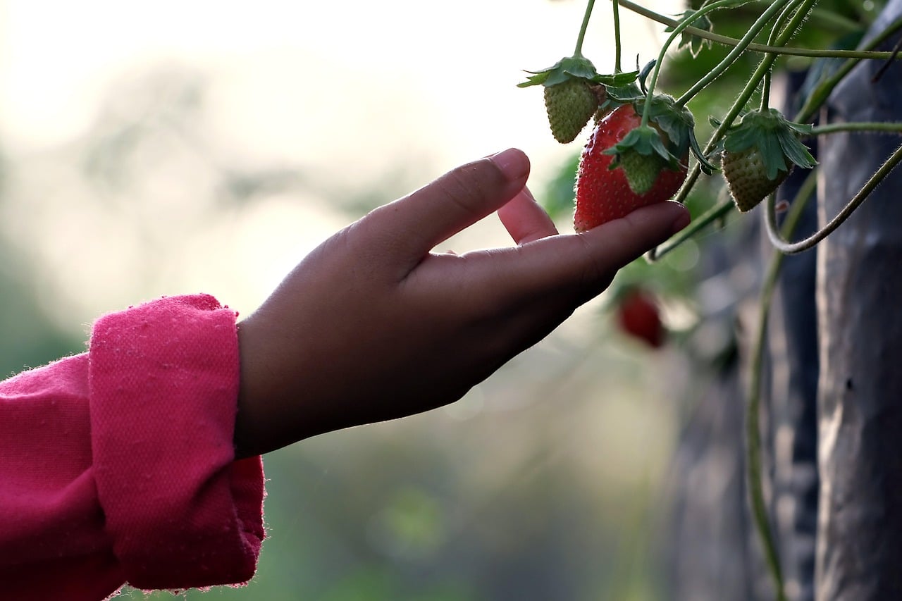 #PlantHealth4Life protección sanidad vegetal
