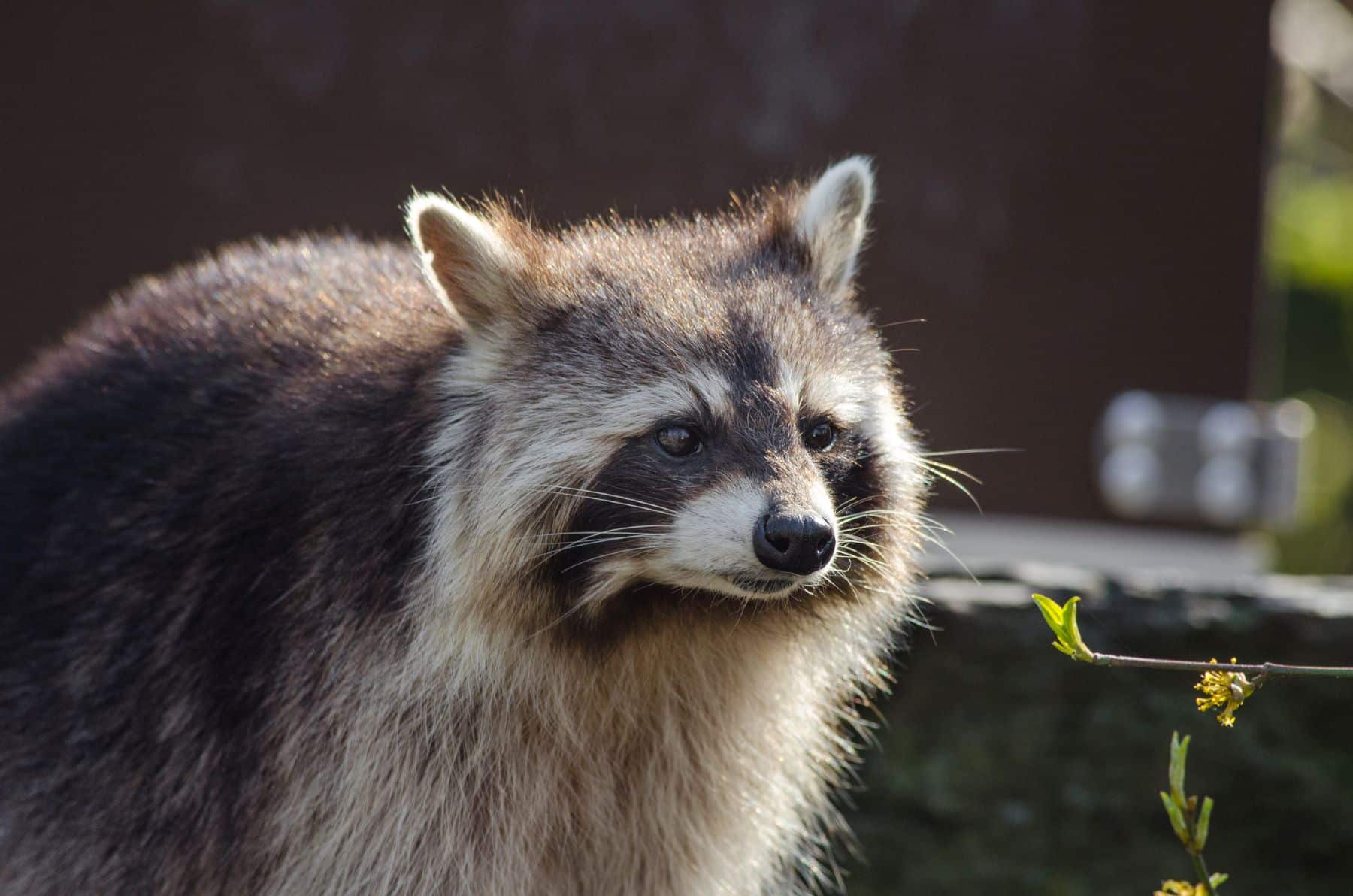 semana especies invasoras