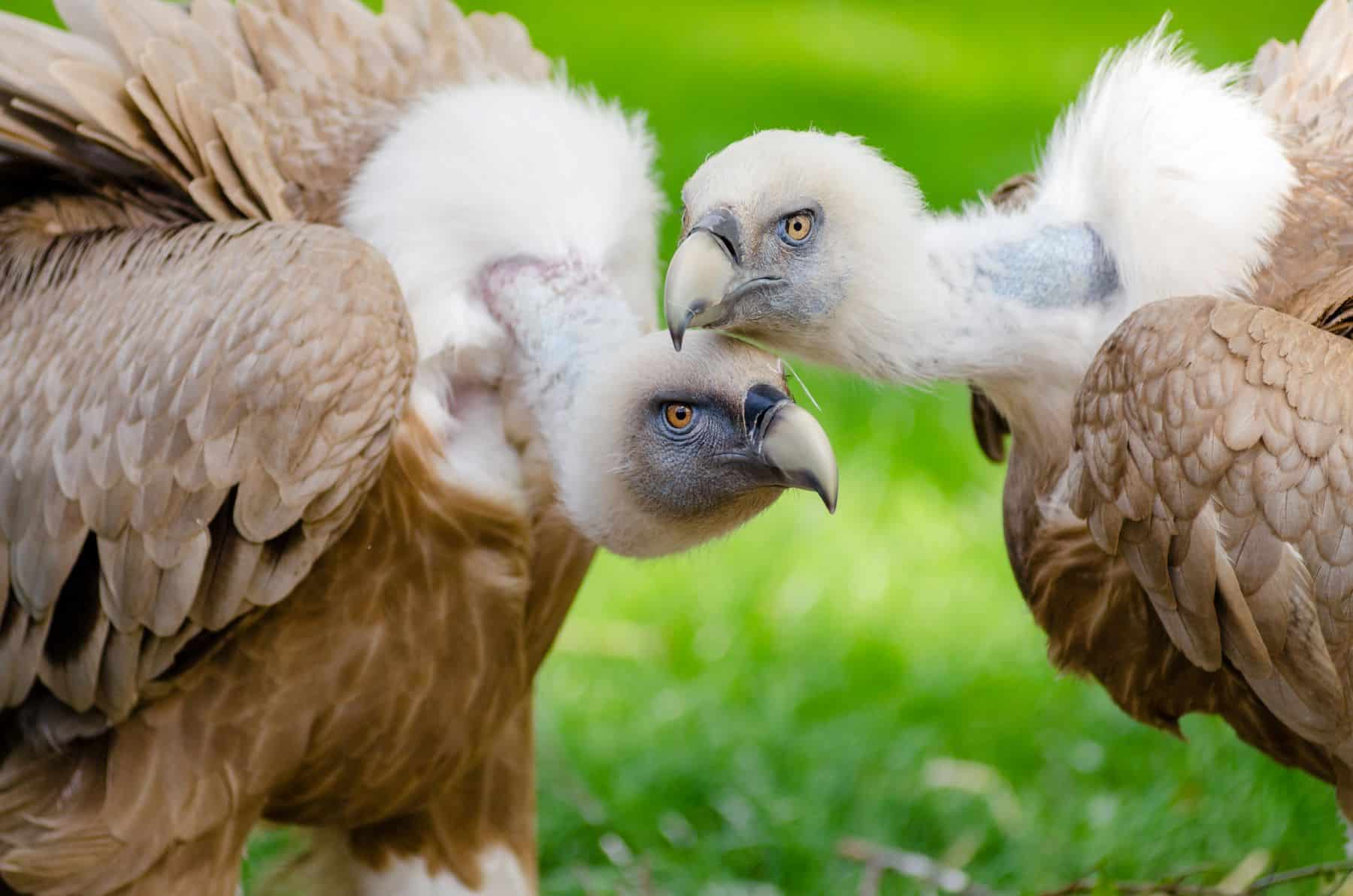 buitres envenenados cazadores furtivos