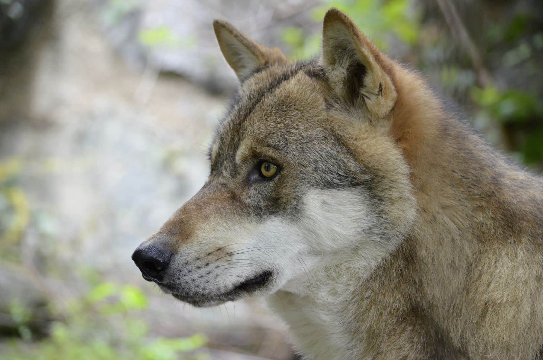 asturias cantabria galicia lobo