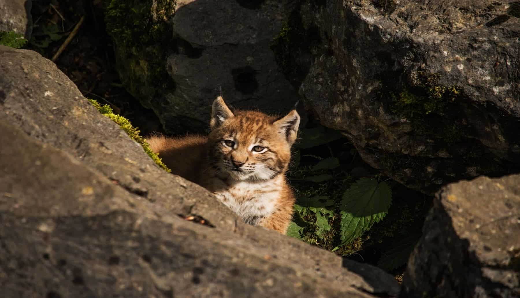 Genética lince ibérico