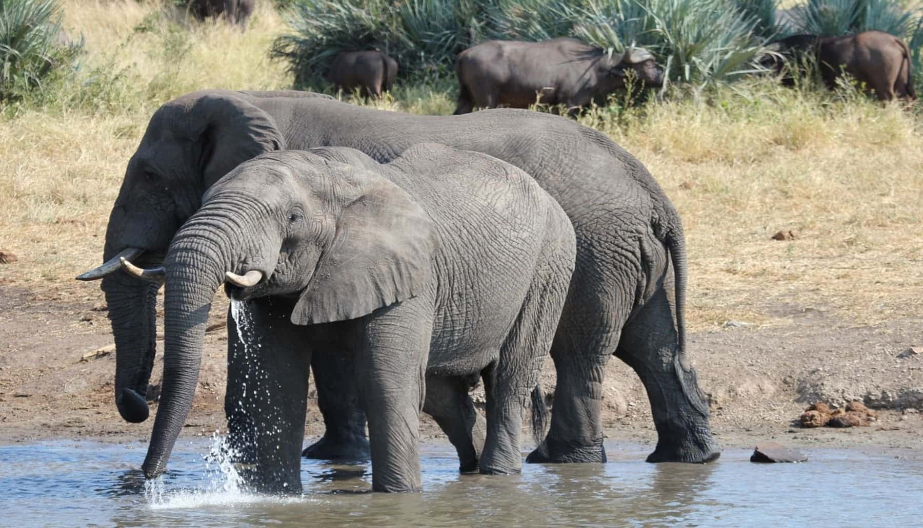 Cada vez hay menos aves y mamíferos dispersores de semillas