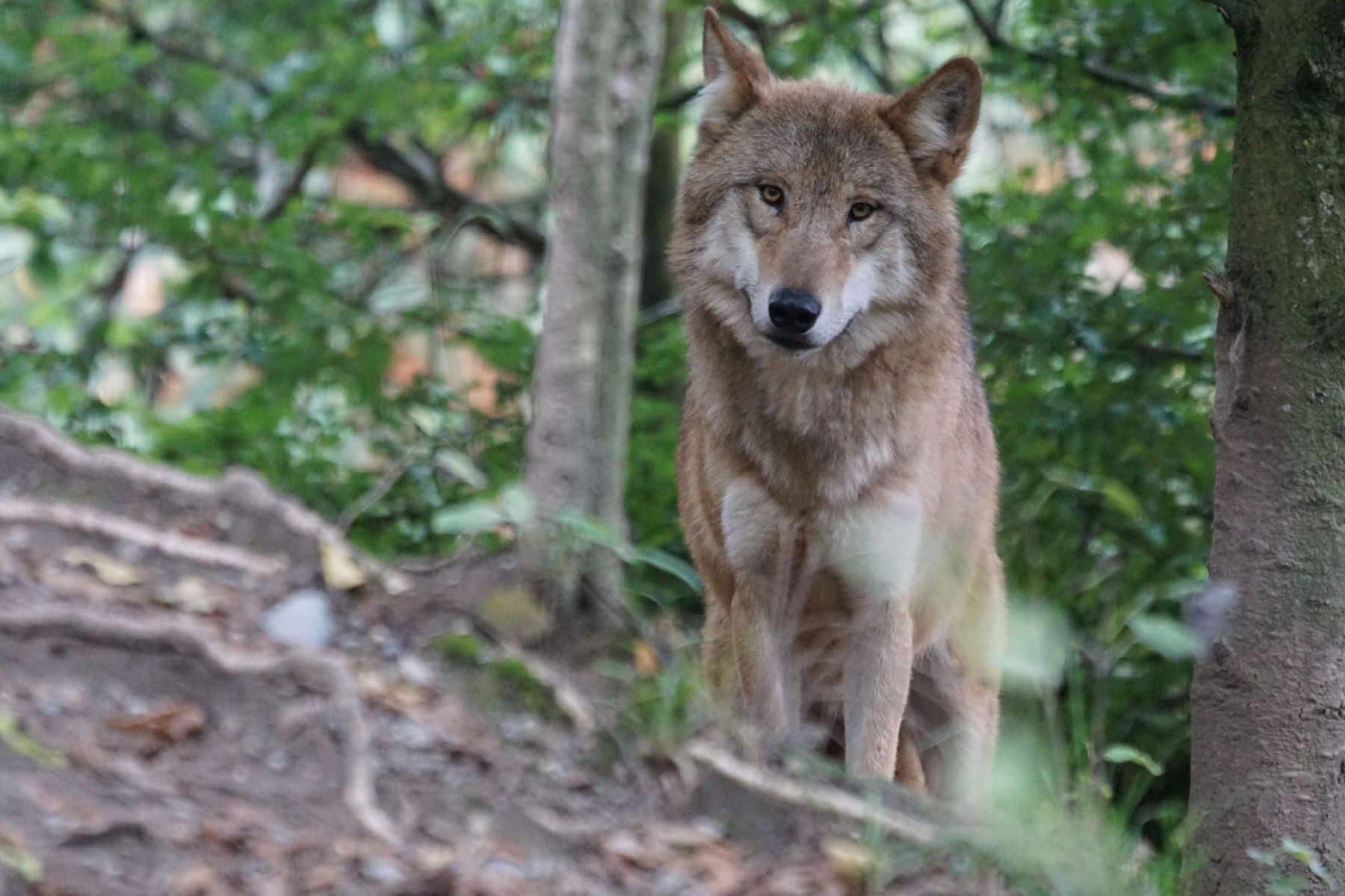 recurso Galicia cazadores matar lobo