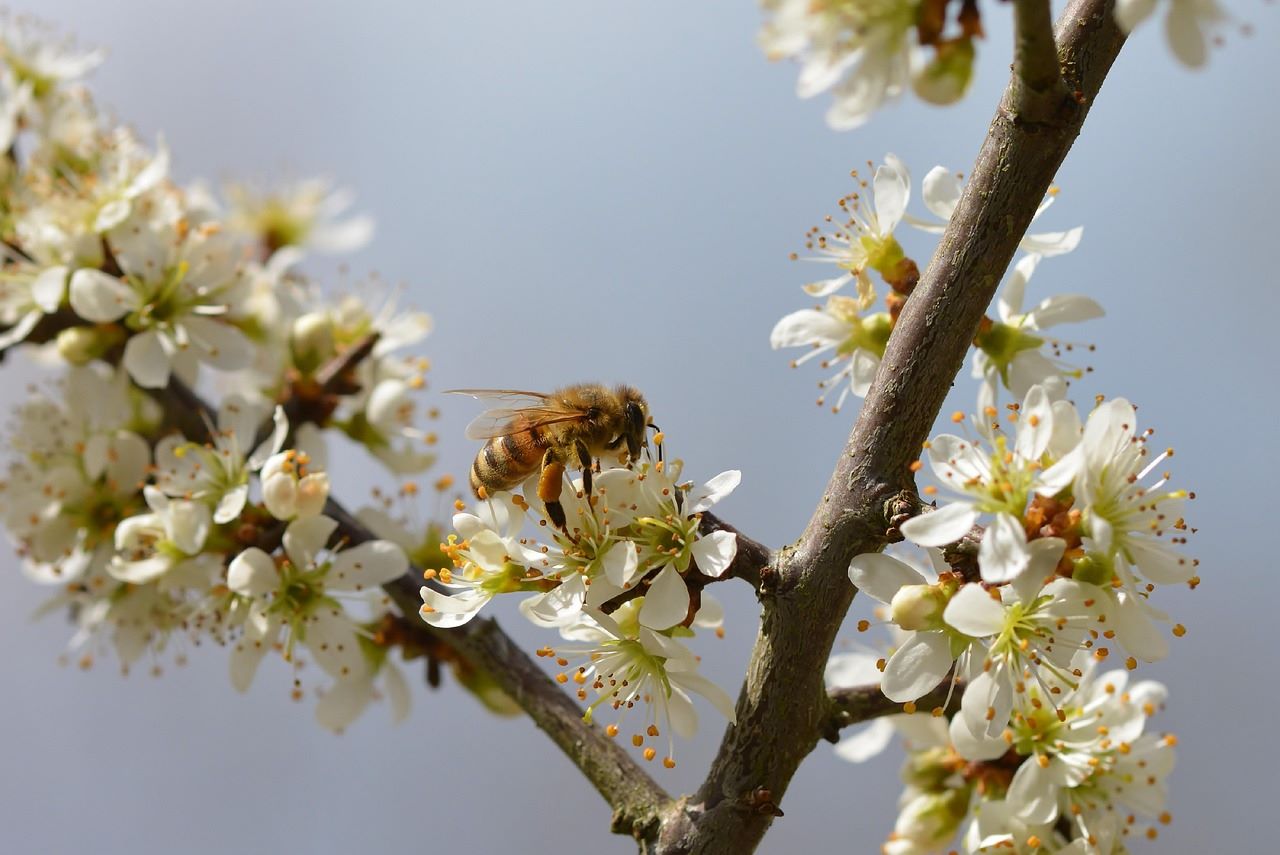 abeja silvestre humano recuperarse