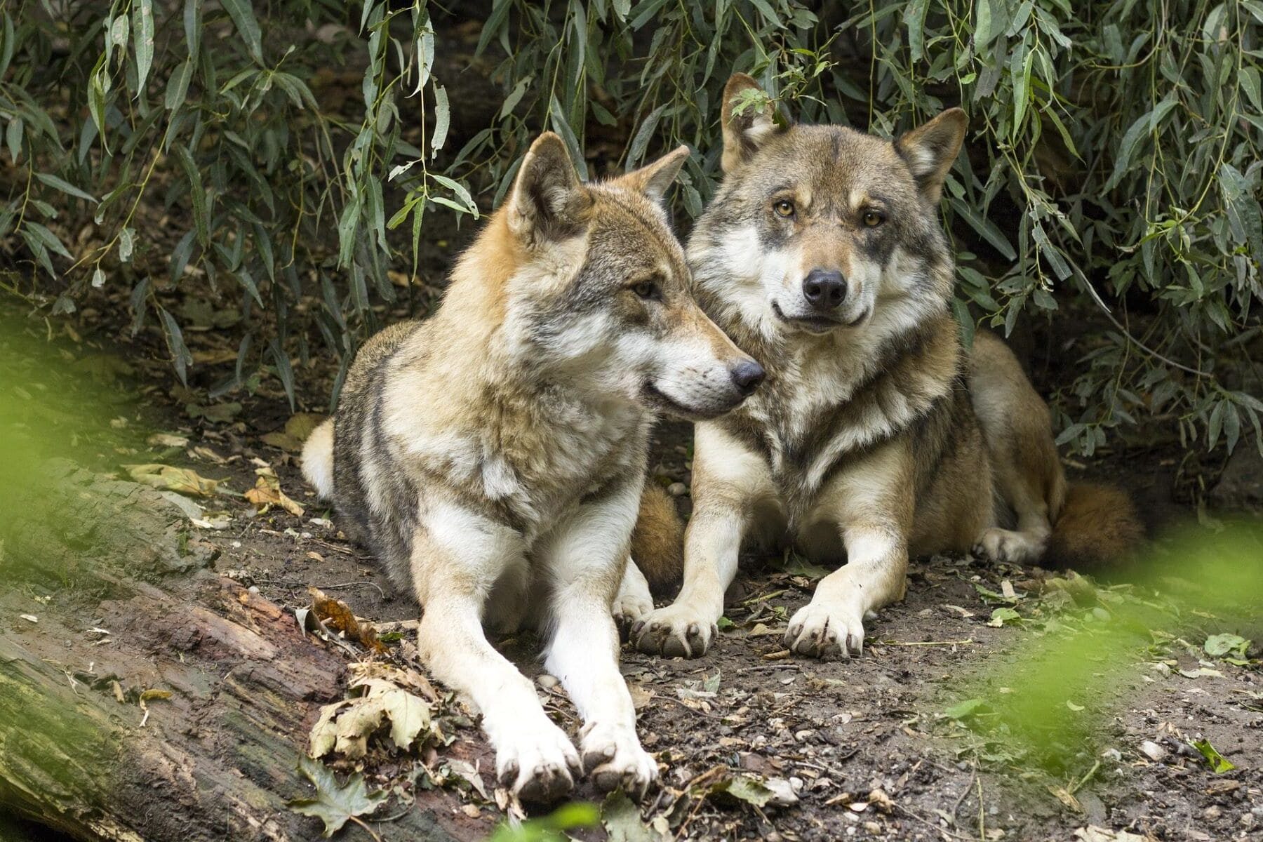 Lobo UE debilitado protección