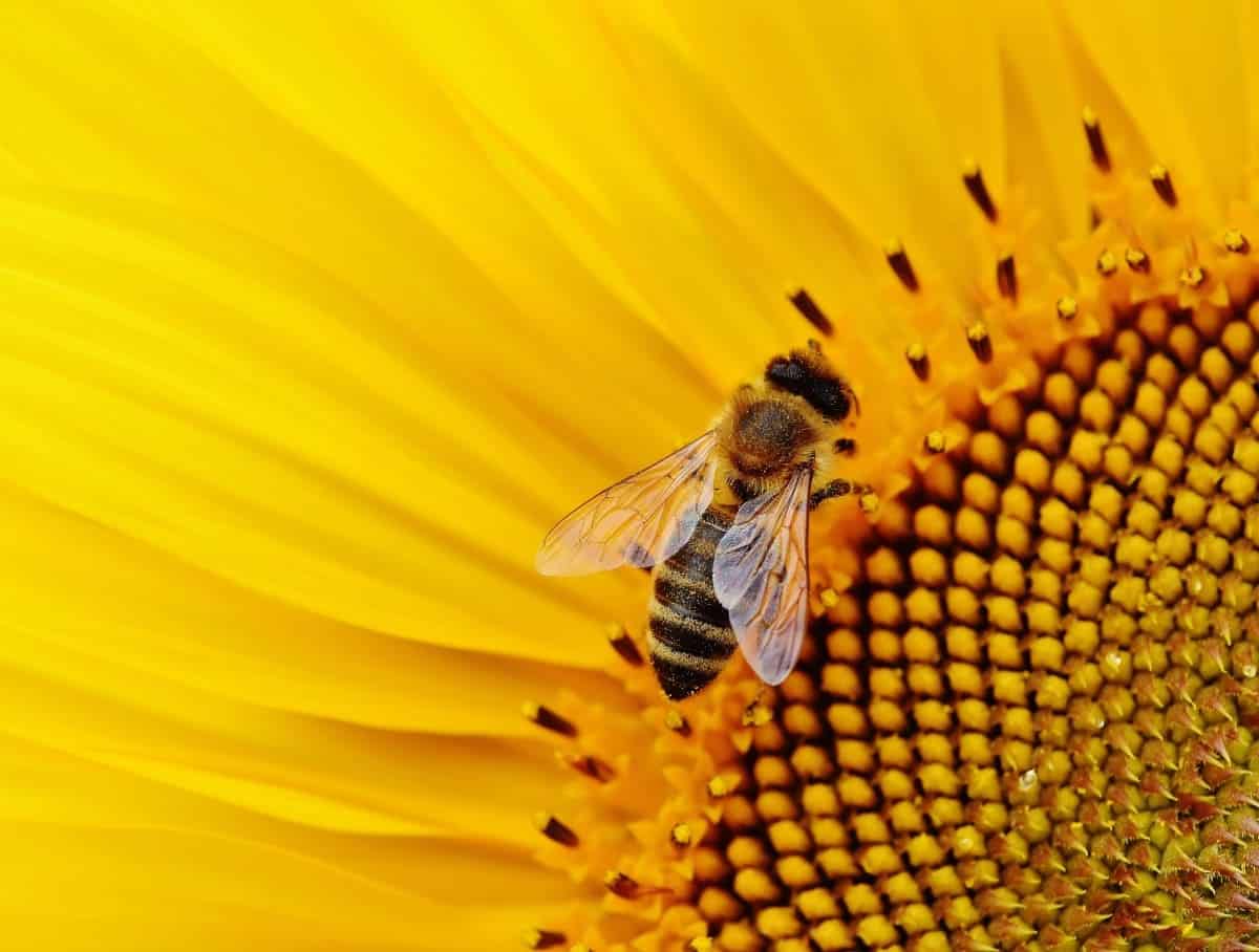 Día Mundial Abejas 2025