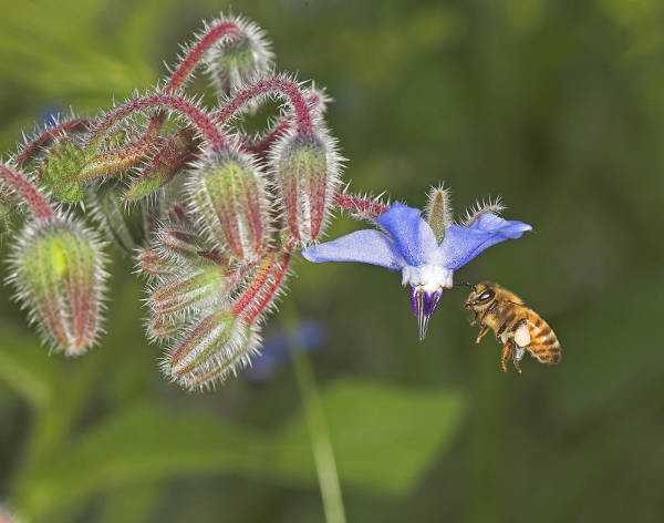 World Biodiversity Day 2025 - Il Giornale dell'Ambione