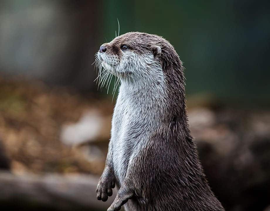 Día Mundial Nutria 2025