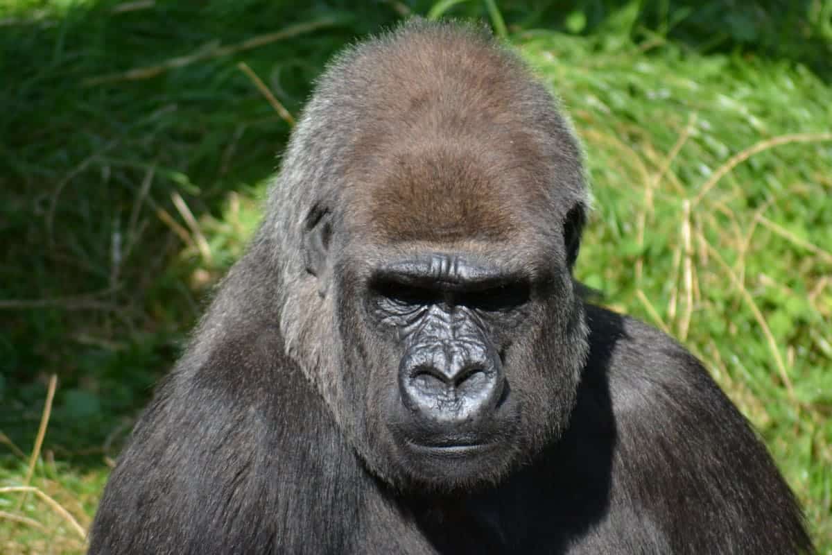 Día Mundial Especies Peligro Extinción 2025