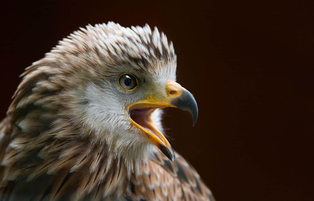 AMUS conservación especies salvajes