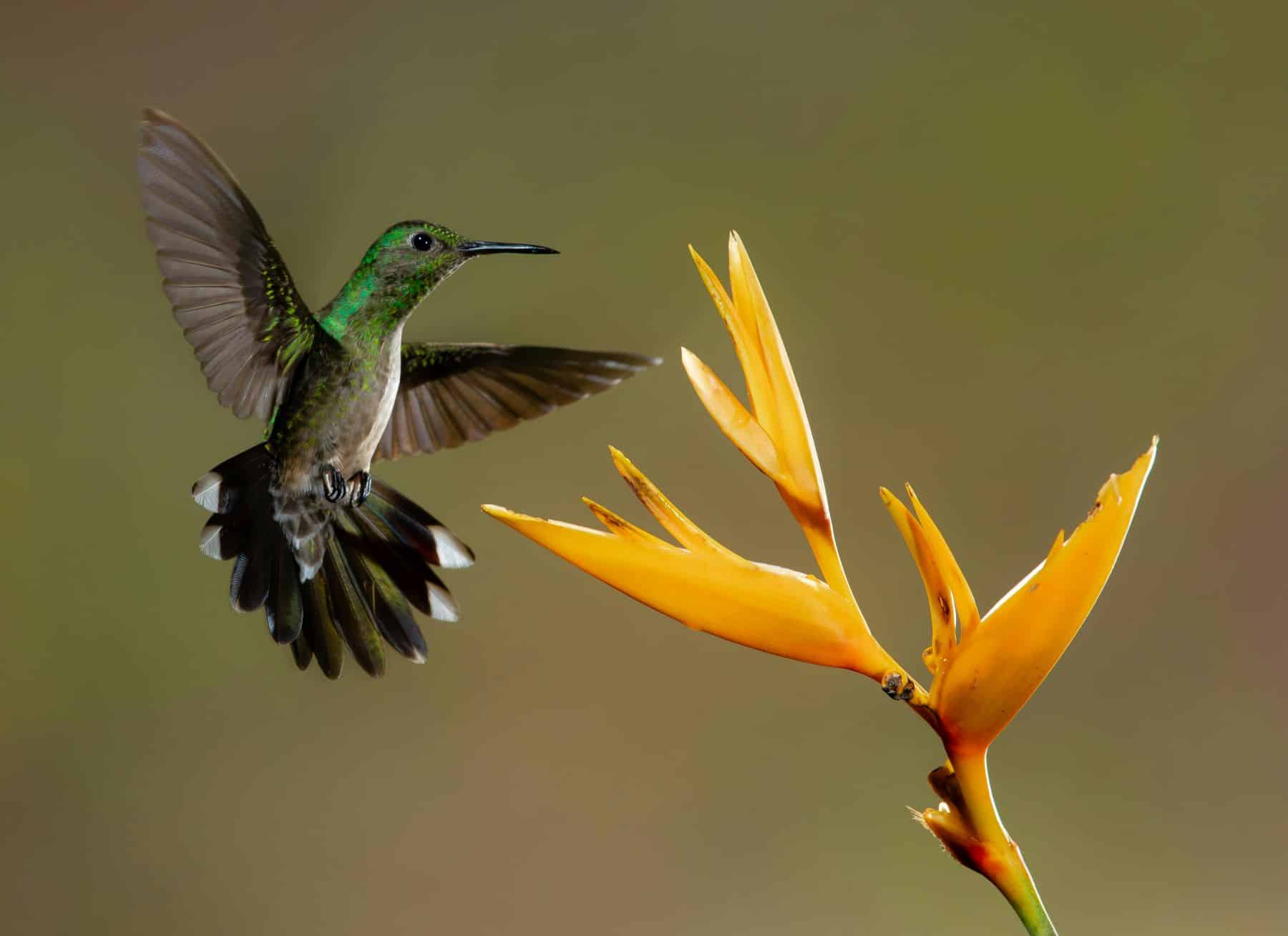 BioTIME mundo biodiversidad