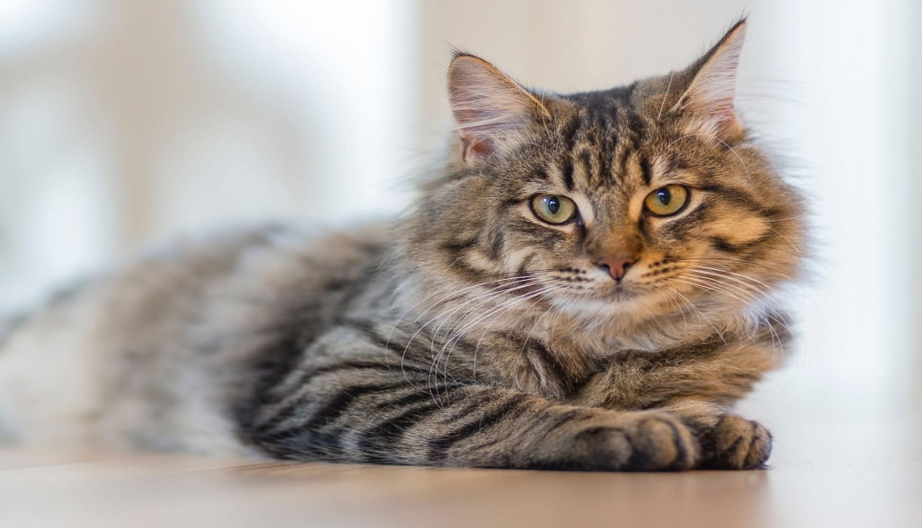 Los gatos distinguen entre el olor de su dueño y el de una persona que acaban de conocer