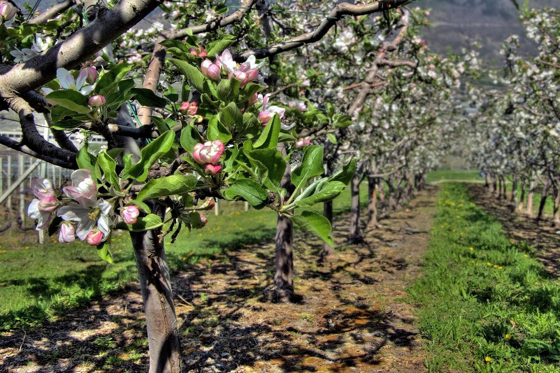 Covercrops respuesta cultivos