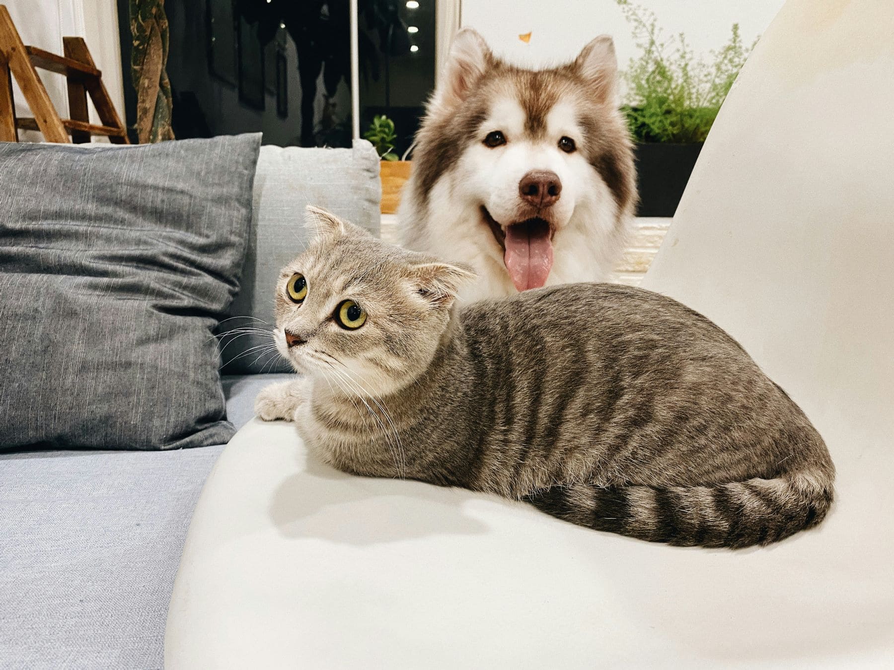 Perros gatos protegido normas UE
