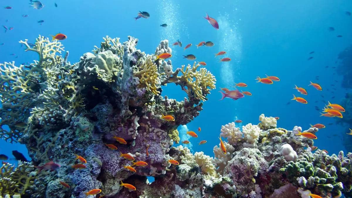 Ecologistas ponen el valor el papel de España en la Cumbre de los Océanos de la ONU (UNOC3), pero reclaman planes de gestión con ambición real