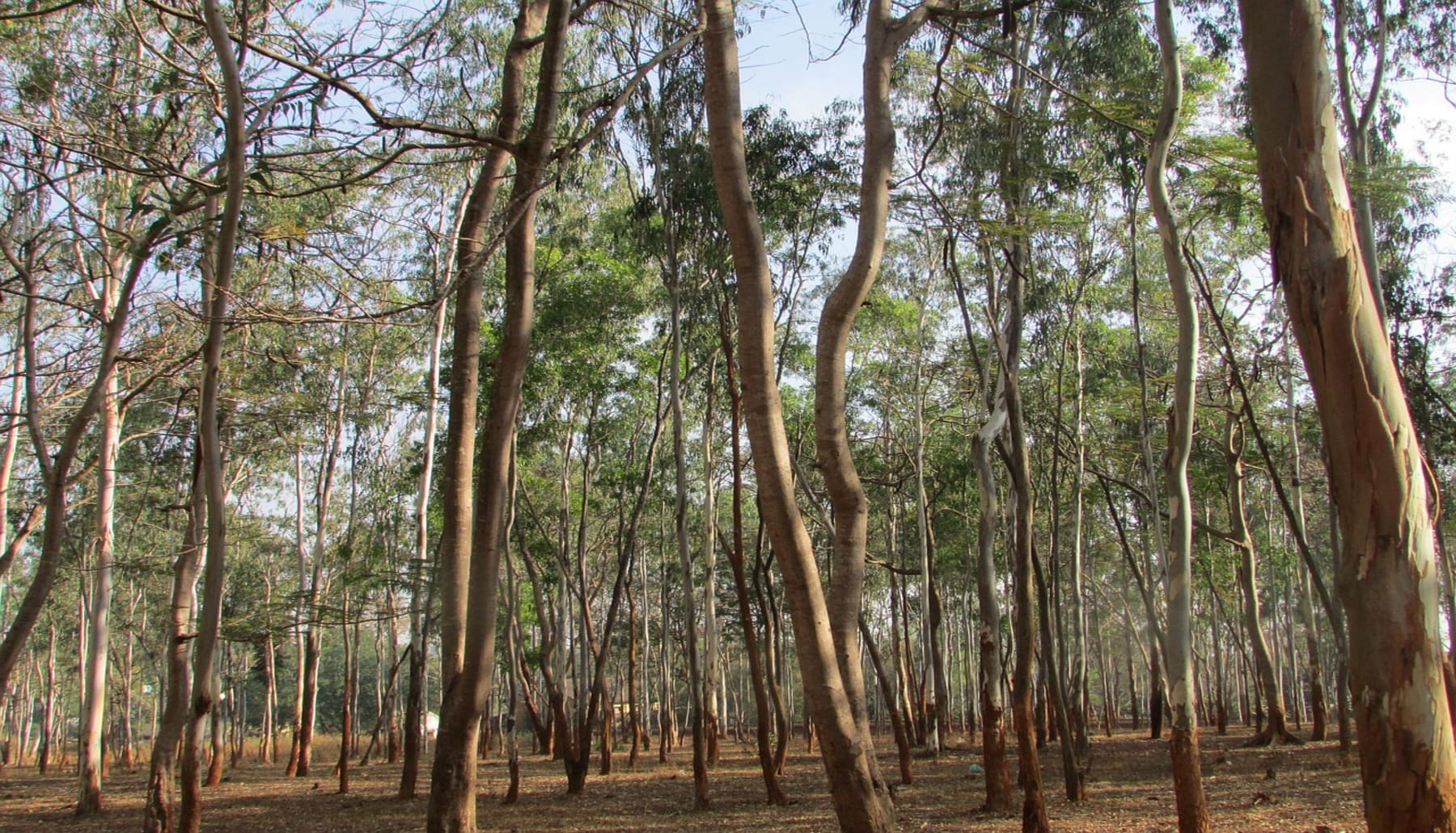 Eucaliptos son una ‘especie exótica invasora’ nociva para la biodiversidad, pero los siguen plantando