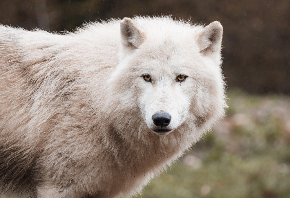 Europe relaunches the myth of the bad wolf. Criticism of the downgrading