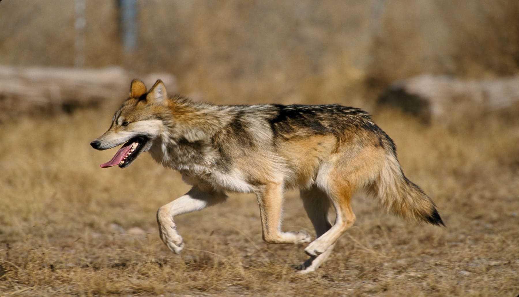 La justicia gallega aplica el principio de precaución ambiental y paraliza el régimen de gestión del lobo
