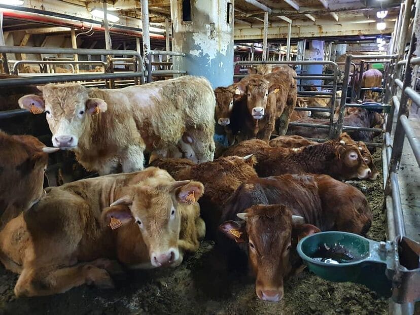 Día Internacional Contra Exportaciones Animales Vivos 2025 Compassion World Farming España