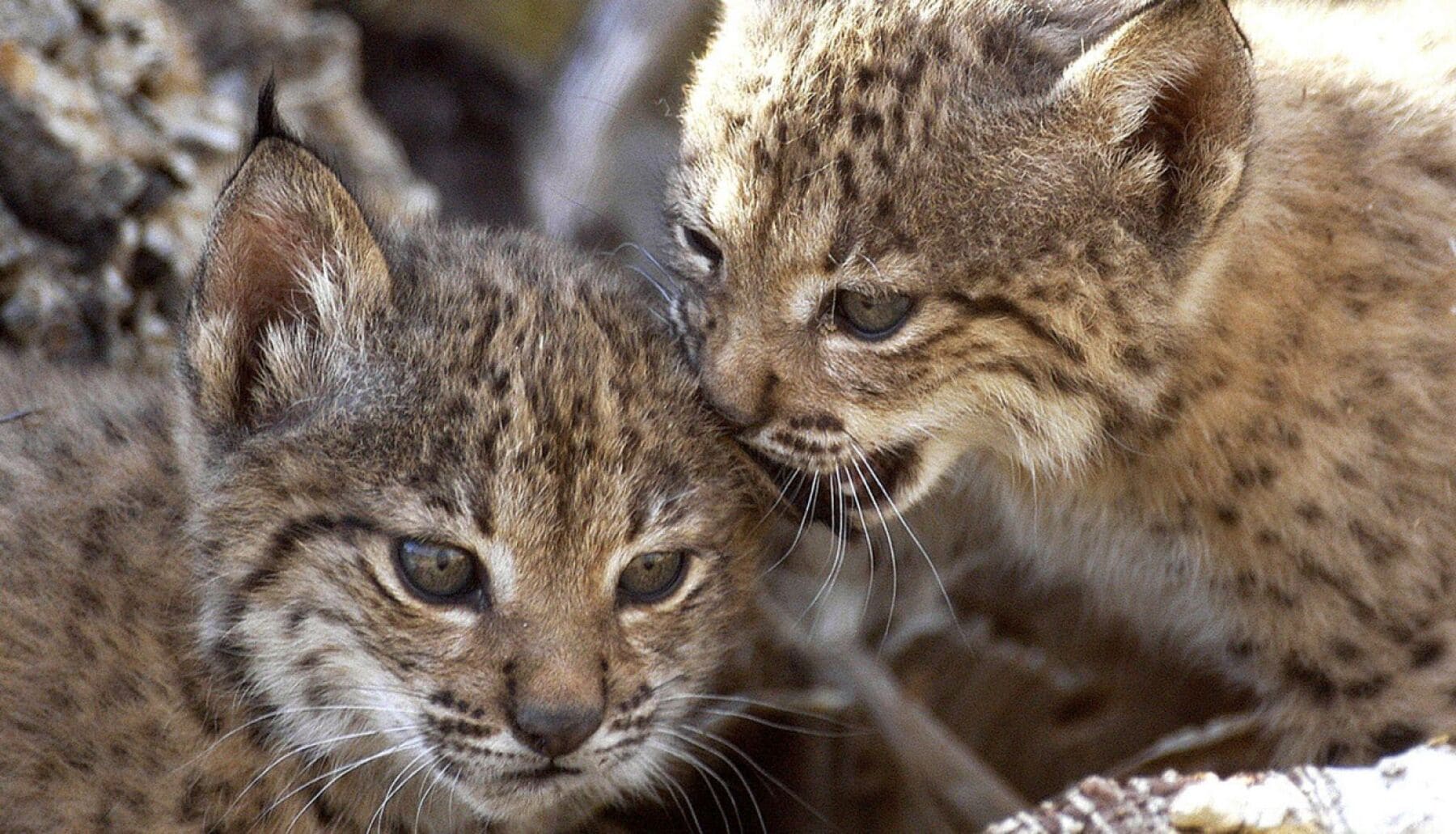 Murcia asiste al nacimiento de los dos primeros linces ibéricos en libertad
