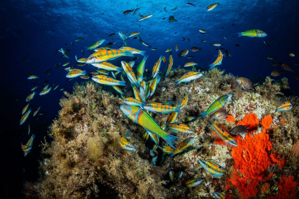 Oceans in danger: sustainable fishing and actions to save them
