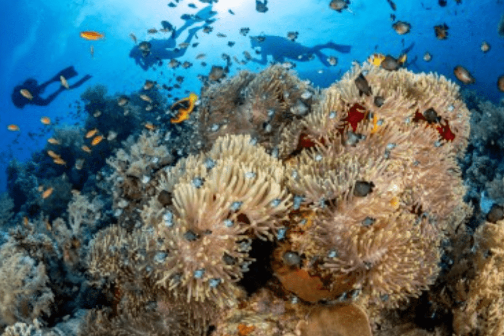 Photography and initiatives for World Oceans Day