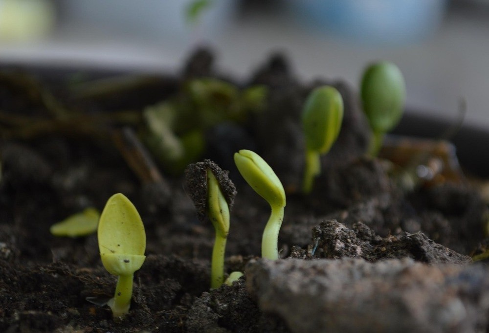 Regenerate urban greenery with the urban carbon landing