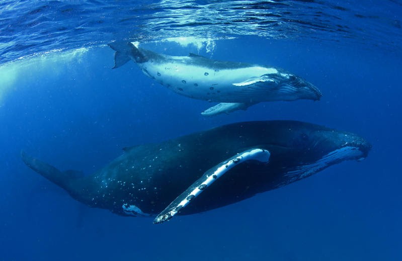 Registration for the Marine Biology Summer School 2025 is underway
