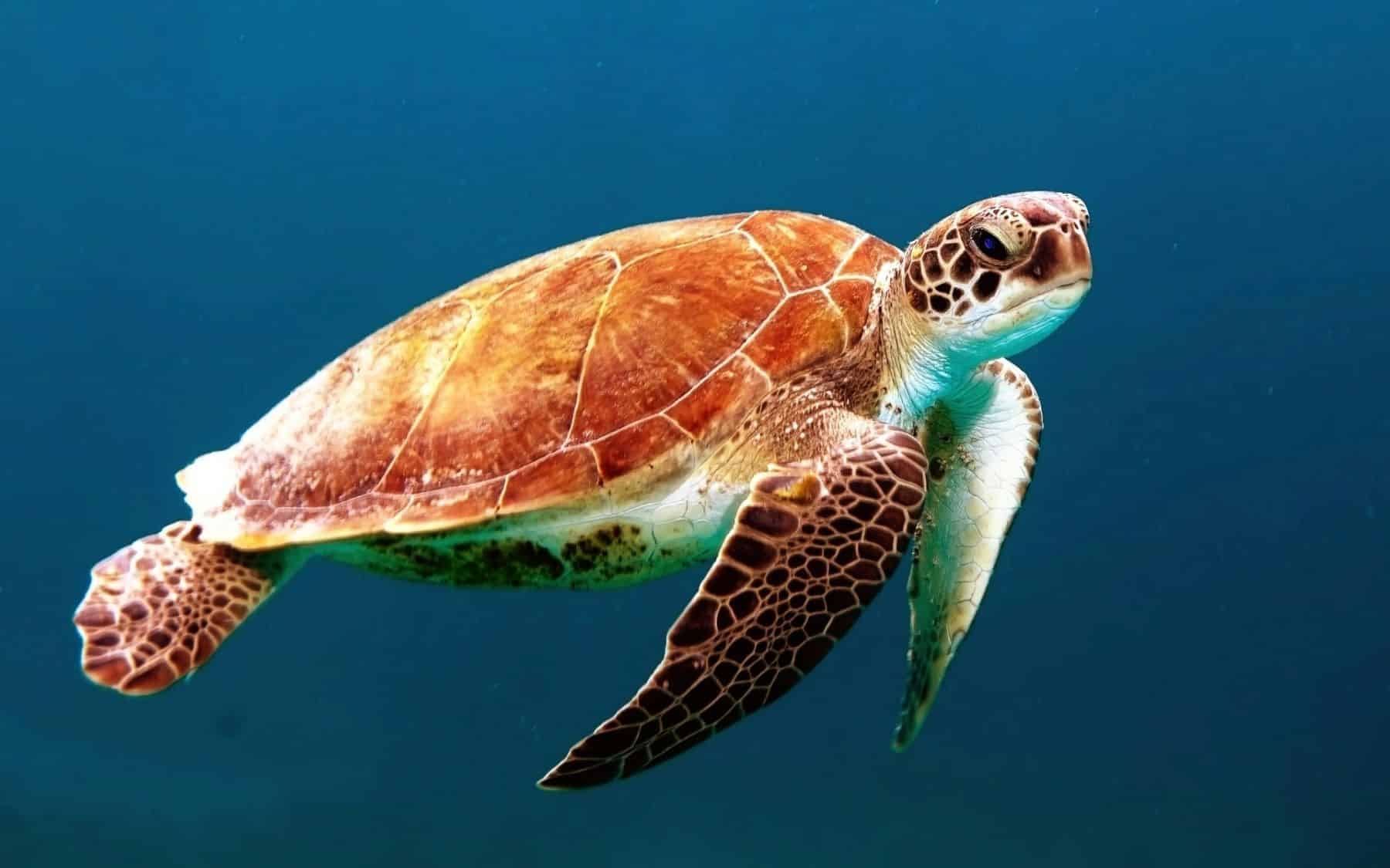 tortugas El Saler Valencia libres