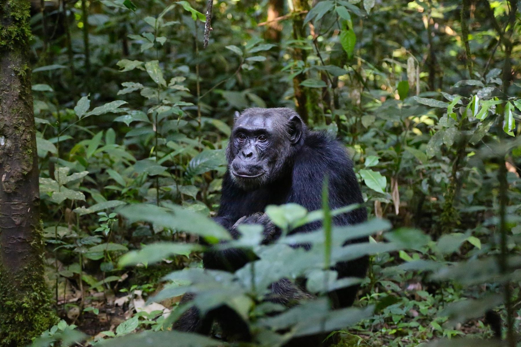 chimpancés contagian bostezos androides