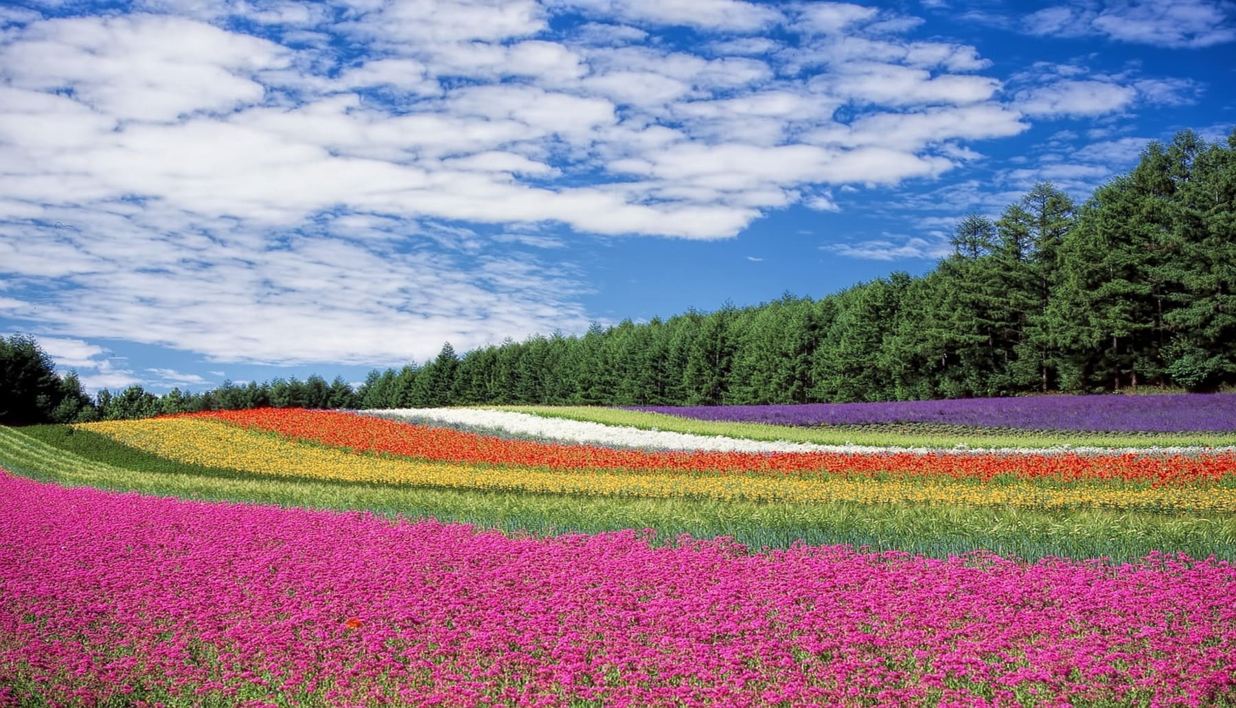 El color 'oculto' de las flores para atraer polinizadores