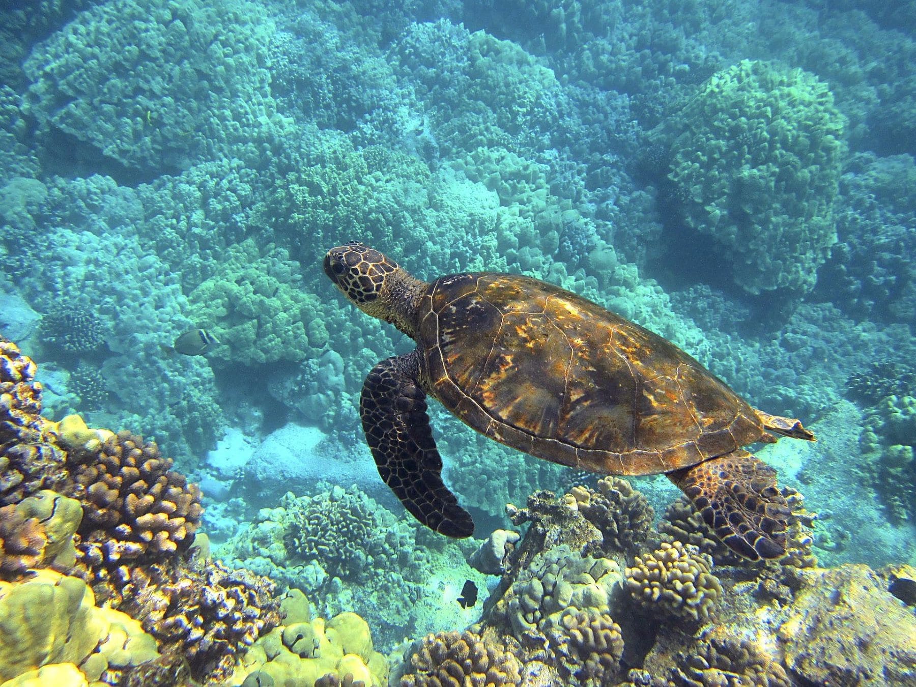 tortugas recuperadas libres CRAM
