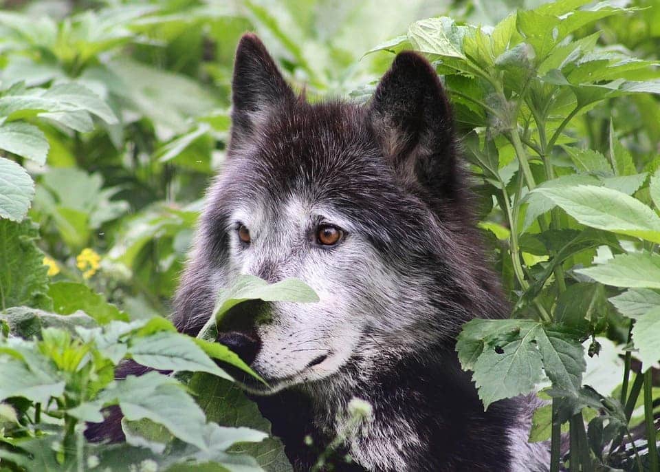 menos lobos mas linces prejuicio ancestral especie