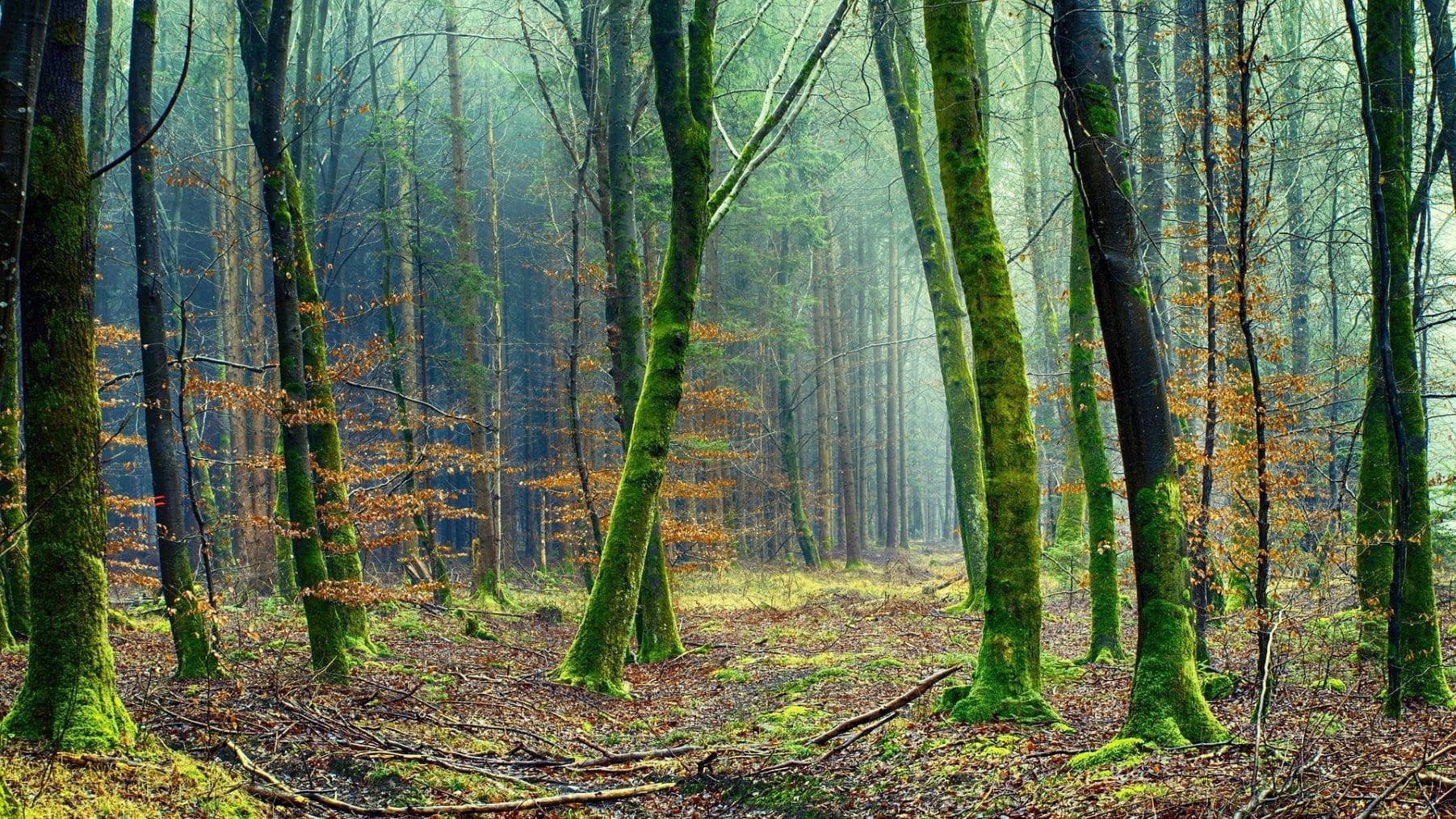 Día Mundial Medio Ambiente España emergencia climática crisis biodiversidad