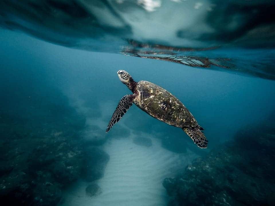Día Mundial Tortugas Marinas 2025
