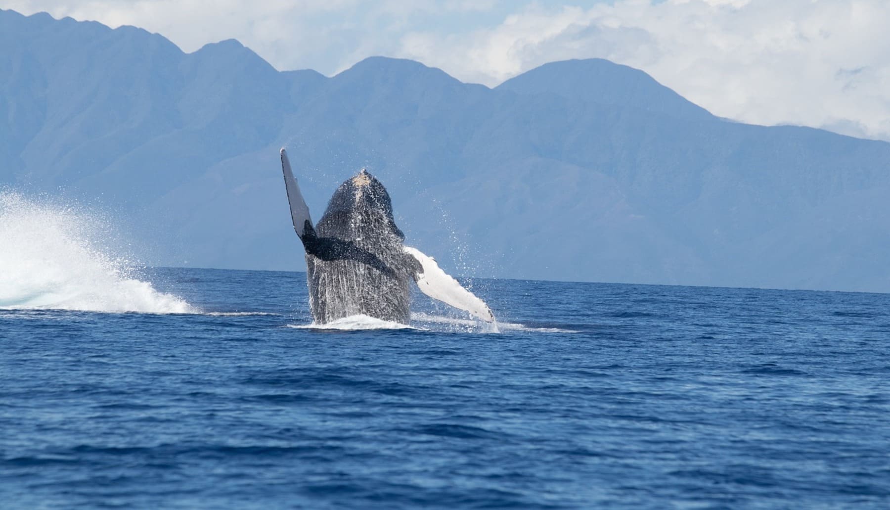 Día Mundial de los Océanos 2025 lanzan ‘BlueCorridors.org’, un impulso clave para su conservación