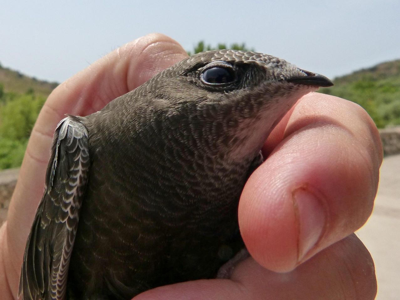 Día Mundial Vencejo proteger valiosa necesaria especie