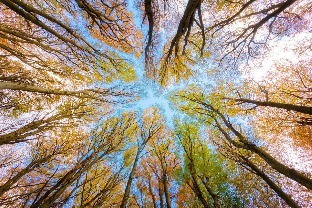 Día Mundial Medio Ambiente restauración ecológica sostenibilidad empresarial